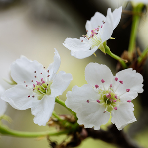午夜影院直接射水
